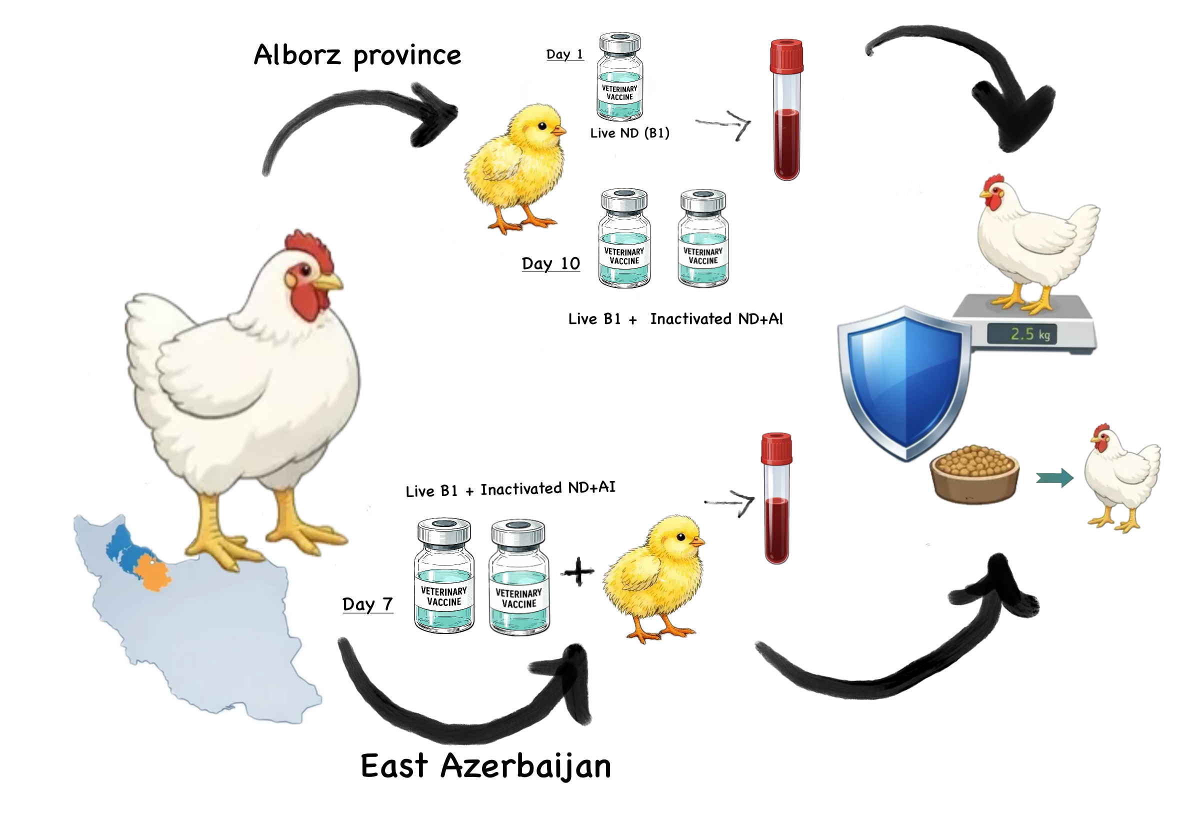 Graphical Abstract