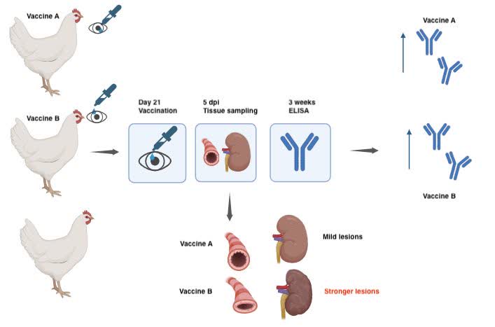Graphical Abstract
