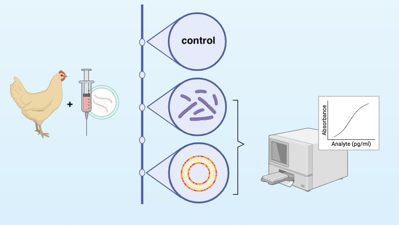 Graphical Abstract