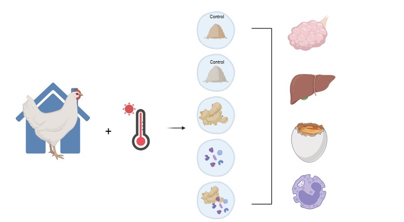 Graphical Abstract